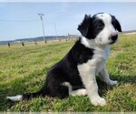 Small Photo #223 Border Collie Puppy For Sale in NORBORNE, MO, USA