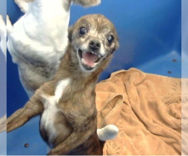 Medium Photo #4 Chihuahua-Unknown Mix Puppy For Sale in Canton, CT, USA