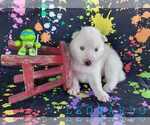 Puppy Leonardo Siberian Husky