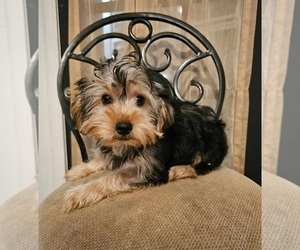 Yorkshire Terrier Puppy for sale in INDIANAPOLIS, IN, USA