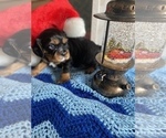 Small Photo #13 Cavalier King Charles Spaniel Puppy For Sale in FREDERICKSBRG, PA, USA