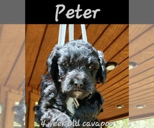 Cavapoo Puppy for sale in MILLVILLE, MN, USA