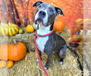 Mutt Dogs for adoption in Long Beach, CA, USA