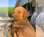 Small Photo #4 Labrador Retriever Puppy For Sale in WILDWOOD, GA, USA