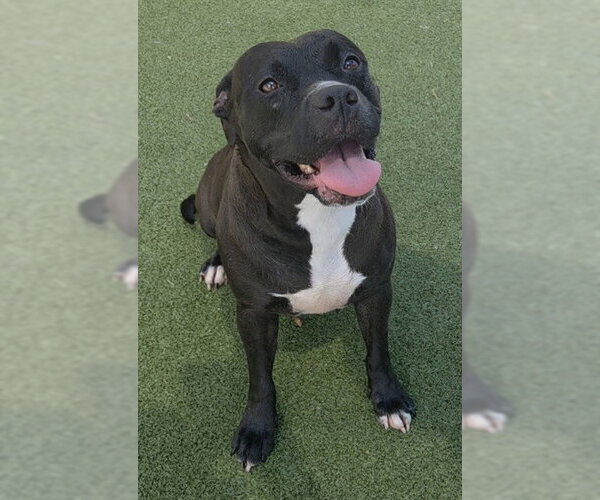 Medium Photo #1 American Staffordshire Terrier Puppy For Sale in Fort Lauderdale, FL, USA