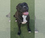 Small American Staffordshire Terrier