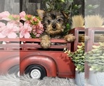 Small Yorkshire Terrier