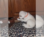 Small Photo #2 Labrador Retriever Puppy For Sale in PRINCETON, MN, USA
