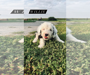 Old English Sheepdog Puppy for sale in SPRINGFIELD, IL, USA