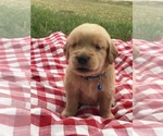 Small Photo #8 Golden Retriever Puppy For Sale in BOWLING GREEN, KY, USA