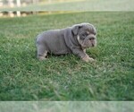 Puppy 4 English Bulldog