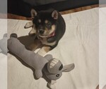 Small Photo #6 Shiba Inu Puppy For Sale in FAIRVIEW HEIGHTS, IL, USA