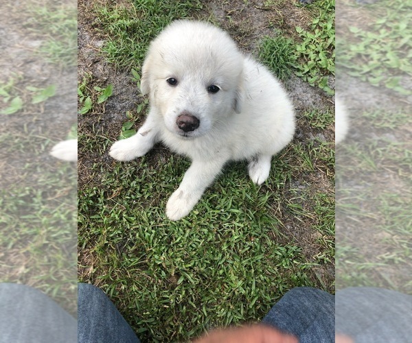 Medium Photo #7 Great Pyrenees Puppy For Sale in FROSTPROOF, FL, USA