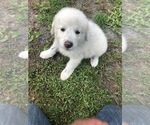 Small Photo #7 Great Pyrenees Puppy For Sale in FROSTPROOF, FL, USA