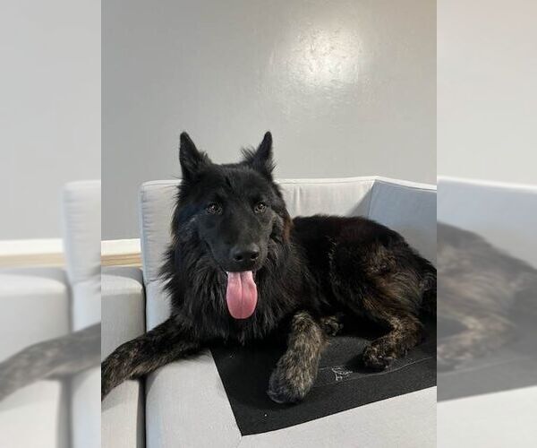 Medium Photo #3 Chow Chow-Dutch Shepherd  Mix Puppy For Sale in Visalia, CA, USA