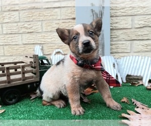 Australian Cattle Dog Puppy for sale in CARTHAGE, TX, USA