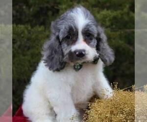 Cocker Spaniel-Poodle (Miniature) Mix Puppy for sale in DUNDEE, NY, USA