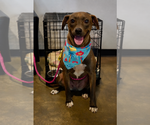 Small #1 American Pit Bull Terrier-Labrador Retriever Mix
