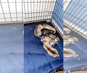 Siberian Husky Puppy for sale in AURORA, IL, USA