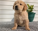 Small #2 Golden Retriever
