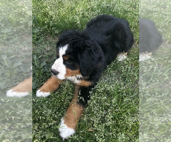 Medium Photo #5 Bernese Mountain Dog Puppy For Sale in MIDDLESEX, NC, USA