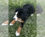 Small #4 Bernese Mountain Dog