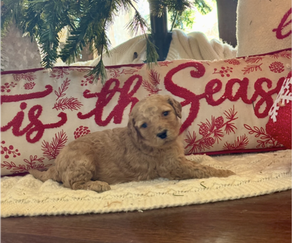Medium Photo #3 Poodle (Standard) Puppy For Sale in DEXTER, MO, USA