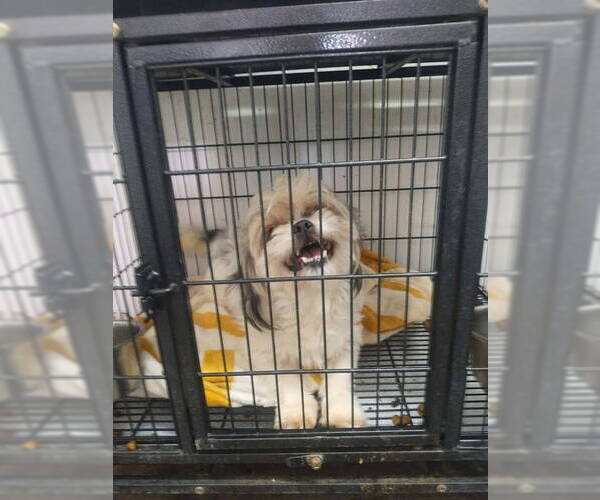Medium Photo #5 Mutt Puppy For Sale in Grafton, WI, USA
