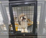 Small #4 Mutt