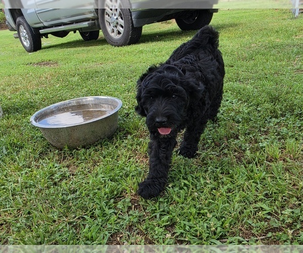 Medium Photo #4 Goldendoodle Puppy For Sale in FYFFE, AL, USA