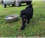 Small #3 Goldendoodle