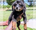 Puppy Flint Bernedoodle (Miniature)