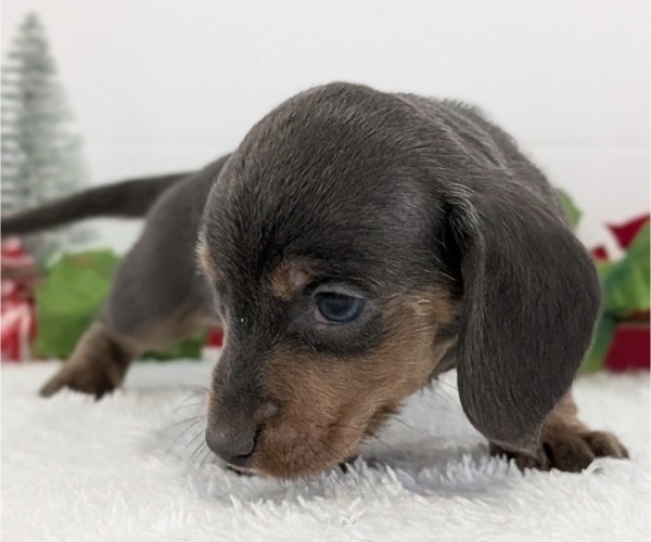 Medium Photo #44 Dachshund Puppy For Sale in GOSHEN, IN, USA