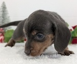 Small #3 Dachshund