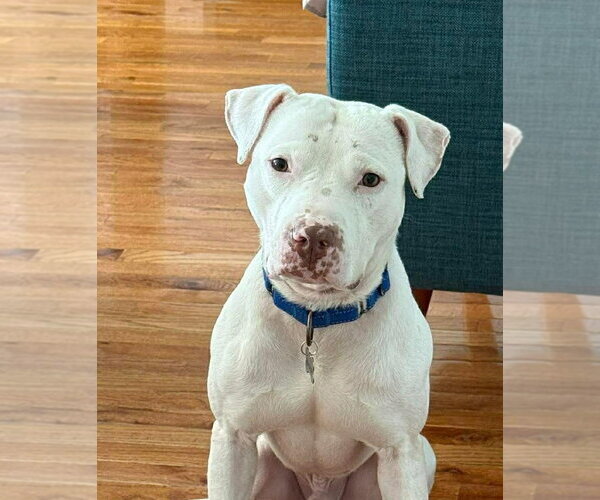 Medium Photo #2 Mutt Puppy For Sale in Rockville, MD, USA