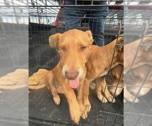 Shepradors Dogs for adoption in Stockton, CA, USA