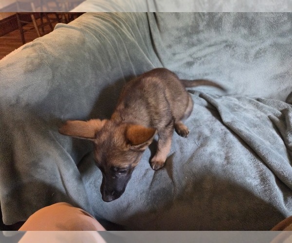 Medium Photo #13 Australian Shepherd-German Shepherd Dog Mix Puppy For Sale in HILLSDALE, MI, USA