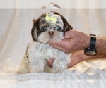 Small #5 Shih Tzu