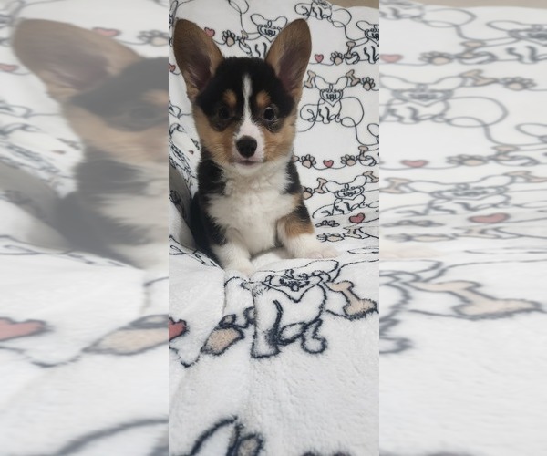 Medium Photo #4 Pembroke Welsh Corgi Puppy For Sale in MIAMI, OK, USA