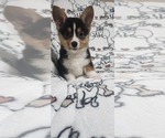 Small #3 Pembroke Welsh Corgi