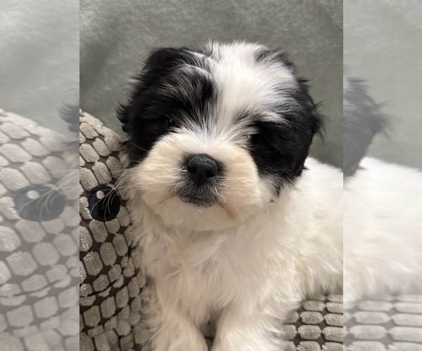 Medium Photo #10 Mal-Shi Puppy For Sale in DINWIDDIE, VA, USA