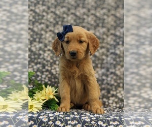 Golden Retriever Puppy for sale in OXFORD, PA, USA