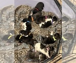Puppy Blue collar Akita