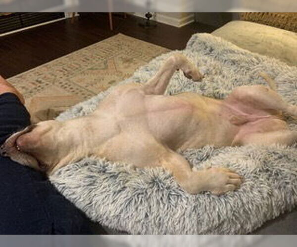 Medium Photo #11 Bullboxer Pit Puppy For Sale in Raleigh, NC, USA