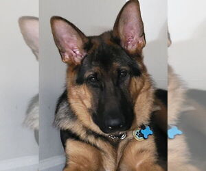 Father of the German Shepherd Dog puppies born on 06/13/2025