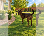 Small Photo #4 American Pit Bull Terrier-Unknown Mix Puppy For Sale in Chandler, AZ, USA
