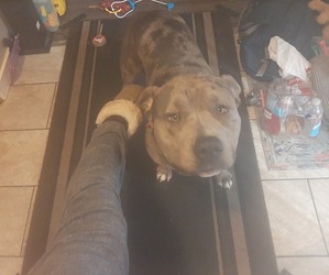 American Pit Bull Terrier Puppy for sale in HARVEY, MI, USA