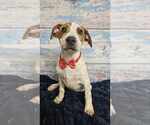 Small #7 American Bulldog Mix