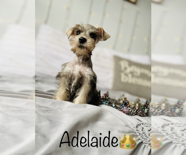 Medium Photo #9 Schnauzer (Standard) Puppy For Sale in COOKEVILLE, TN, USA