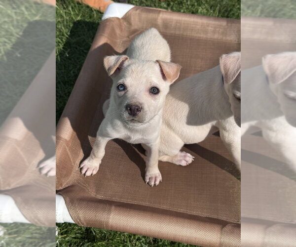 Medium Photo #4 Siberian Husky-Unknown Mix Puppy For Sale in Springdale, PA, USA